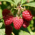Raspberry Malling Jewel - Future Forests
