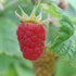Raspberry Malling Leo - Future Forests