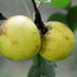 Apple Rawley's Seedling - Future Forests