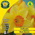 Daffodil Red Devon - Future Forests