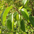 Rhamnus cathartica - Purging Buckthorn - Future Forests