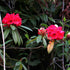 Rhododendron arboreum