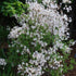 Rhododendron atlanticum Snowbird