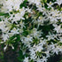 Rhododendron atlanticum Snowbird