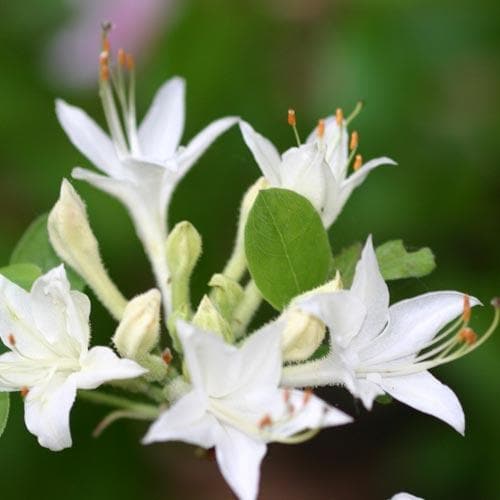 Rhododendron atlanticum Snowbird