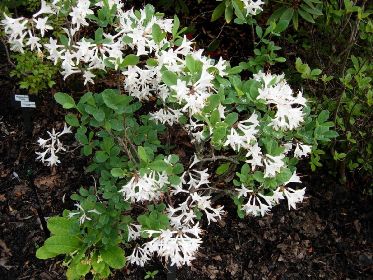 Rhododendron atlanticum Snowbird