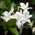 Rhododendron Viscosum