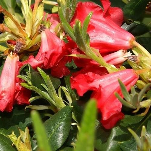 Rhododendron Baden-Baden