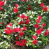 Rhododendron Baden-Baden