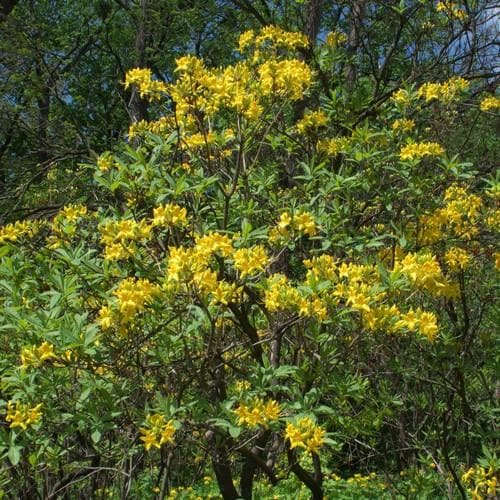 Azalea (Rhododendron) luteum - Future Forests