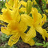 Azalea (Rhododendron) luteum - Future Forests