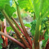 Rhubarb Victoria - Future Forests