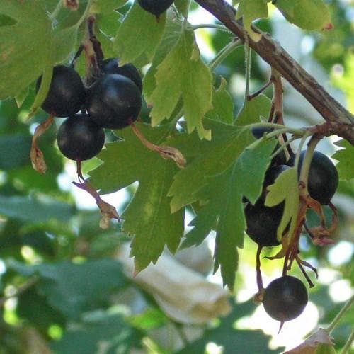 Ribes Odoratum aureum - Future Forests