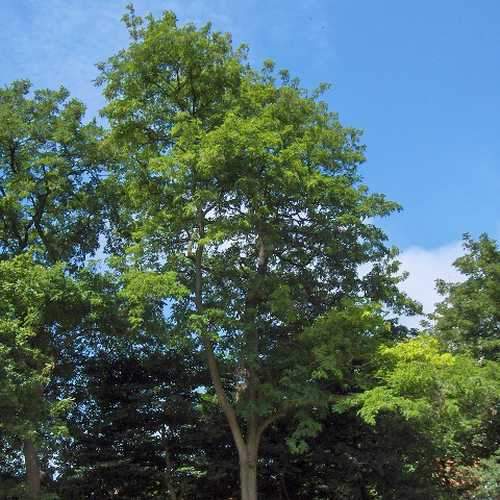 Robinia pseudoacacia - Black Locust - Future Forests