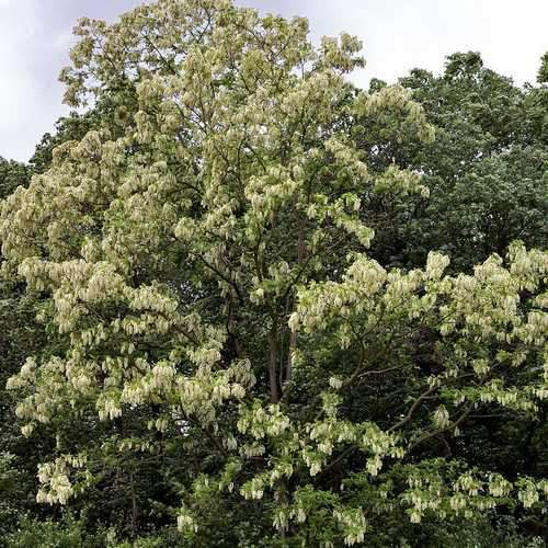 Robinia pseudoacacia - Black Locust - Future Forests