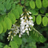 Robinia pseudoacacia - Black Locust - Future Forests