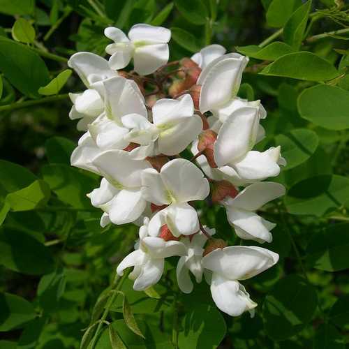 Robinia pseudoacacia 'Casque Rouge' - Northern Irelands Specialist Tree  Nursery