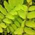 Robinia pseudoacacia Frisia - Golden Robinia - Future Forests