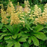 Rodgersia Henrici Hybrid - Future Forests