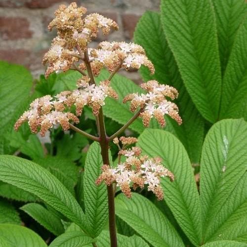 Rodgersia Henrici Hybrid - Future Forests