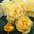 Rosa Arthur Bell - Floribunda Shrub Rose