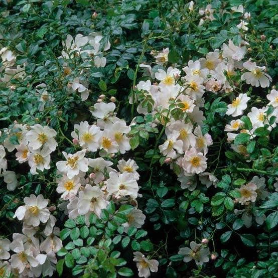 Rosa Grouse - Groundcover Rose