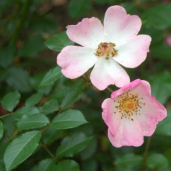 Rosa Rosy Cushion - Modern Shrub Rose