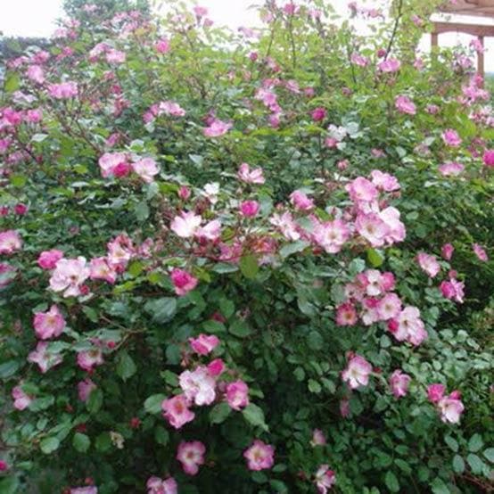 Rosa Rosy Cushion - Modern Shrub Rose