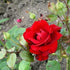 Rosa Ingrid Bergman - Hybrid Tea Shrub Rose