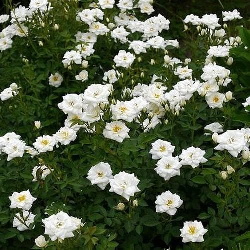 Rosa Kent (Pyrenees) - Groundcover Rose