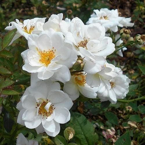 Rosa Kent (Pyrenees) - Groundcover Rose