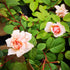Rosa Perle d'Or - Old Shrub Rose