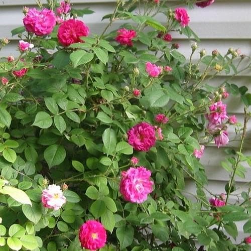 Rosa de Rescht - Old Shrub Rose