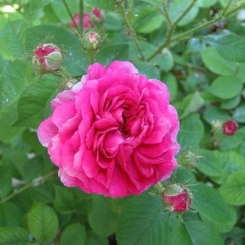 Rosa de Rescht - Old Shrub Rose