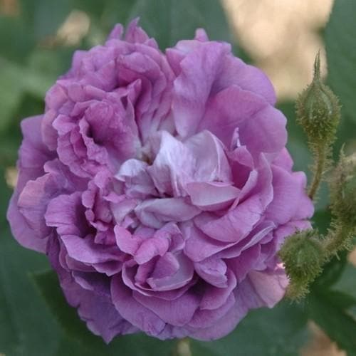 Rosa William Lobb - Old Moss Shrub Rose