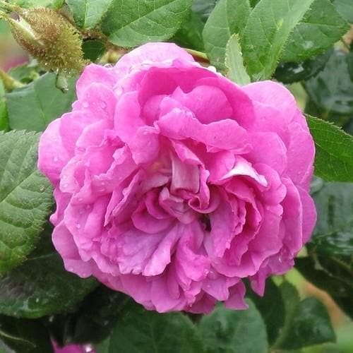 Rosa William Lobb - Old Moss Shrub Rose
