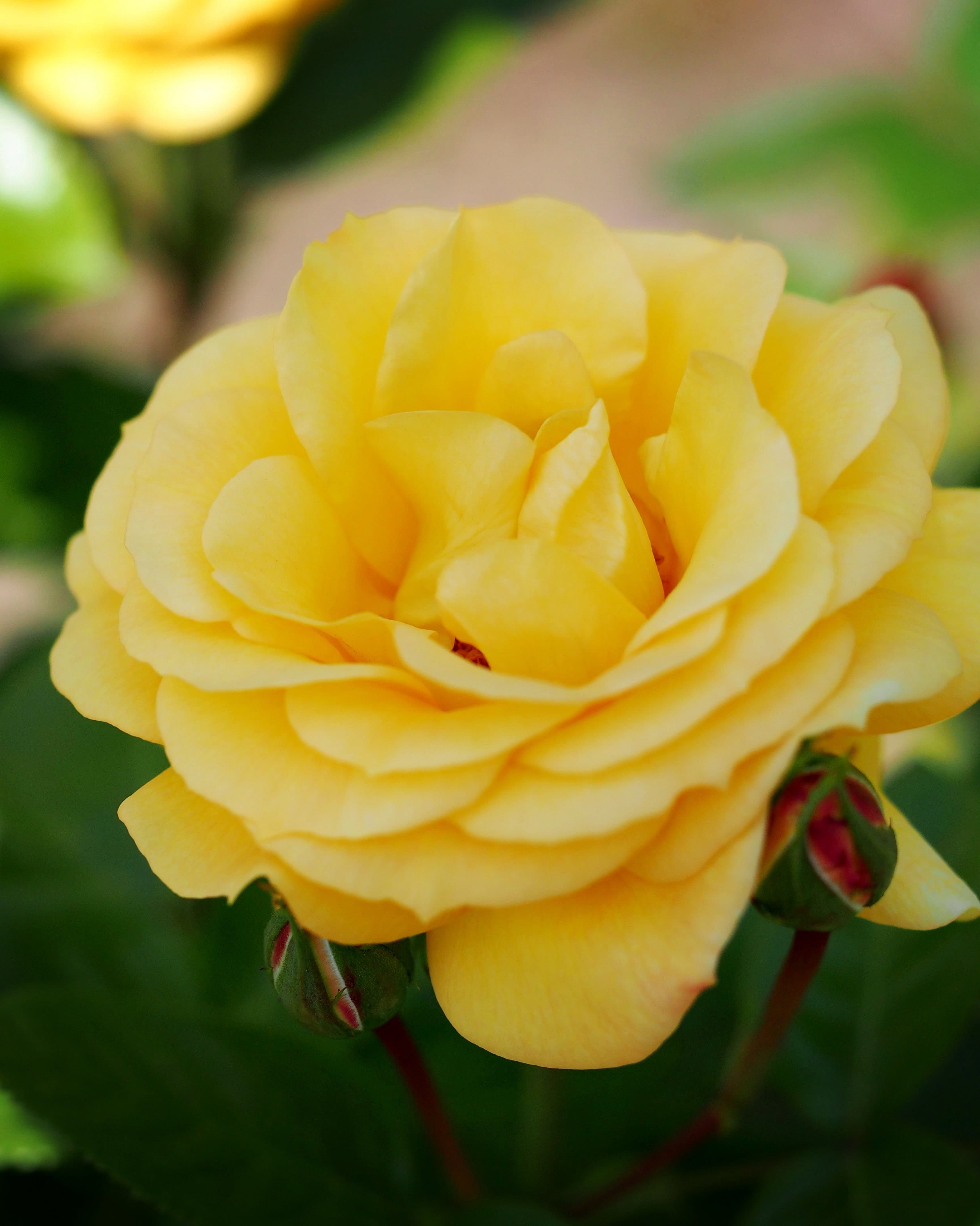 Rosa Arthur Bell - Floribunda Shrub Rose