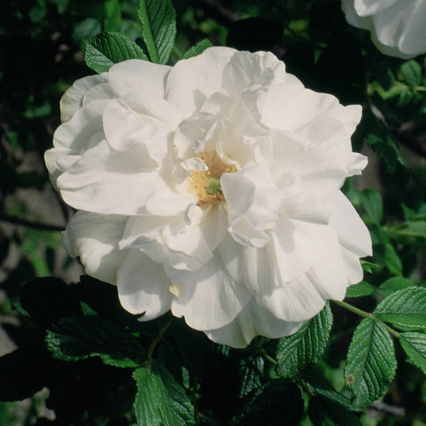 Rosa Blanc Double de Coubert - Rugosa Rose – Future Forests