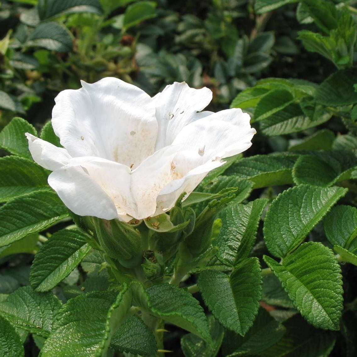 Rosa Blanc Double de Coubert - Future Forests