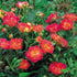 Rosa Cambridgeshire - Future Forests