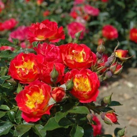 Rosa Cambridgeshire - Future Forests