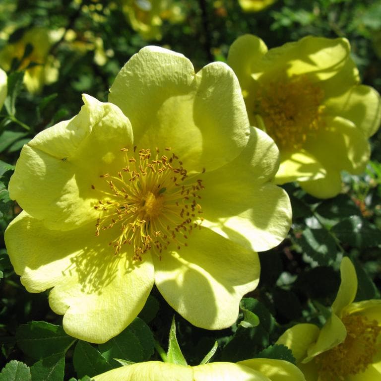 Graines De Rosier Rosa Xanthina 'Giallo Manchu' (Canary Bird) - Sachet De 30 Graines - Rosier Jaune, Facile à Cultiver