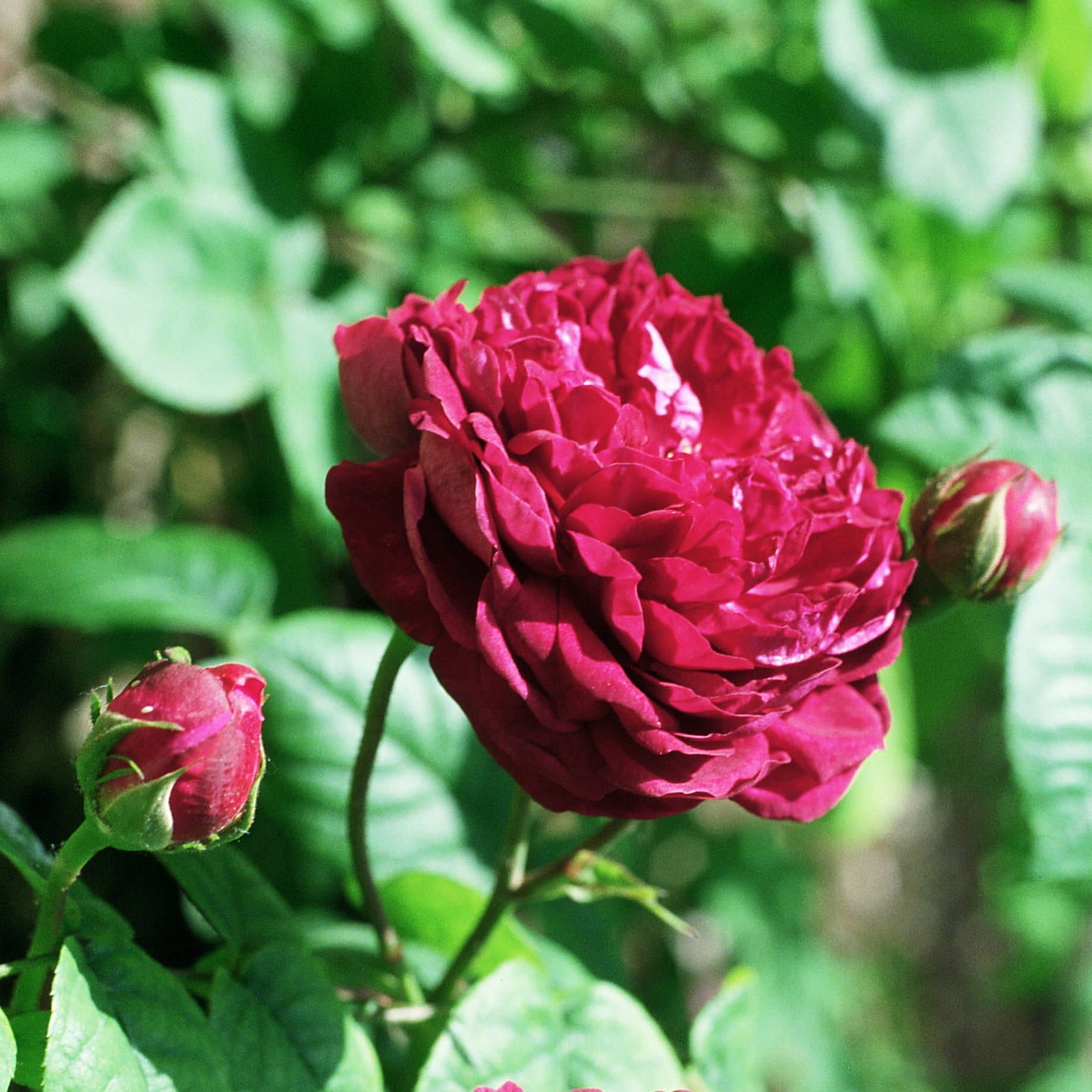 Rosa Cardinal de Richelieu - Gallica Shrub Rose – Future Forests