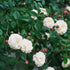 Rosa Felicitie et Perpetue - Future Forests