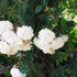 Rosa Felicitie et Perpetue - Future Forests