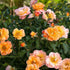 Rosa Flower Carpet Amber - Future Forests