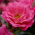 Rosa Flower Carpet Pink - Future Forests