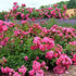 Rosa Flower Carpet Pink - Future Forests