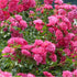 Rosa Flower Carpet Pink - Future Forests