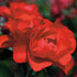 Rosa Flower Carpet Scarlet - Future Forests